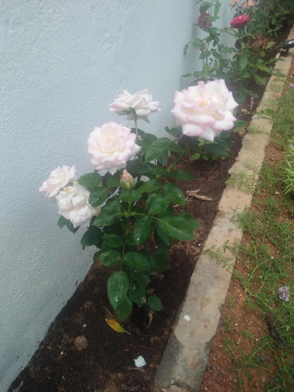 Living Home Negombo Bagian luar foto